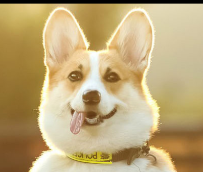 pet-products-puppy-train-treat-bag-essential-training-companion